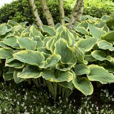 Their large, striking leaves and small, delicate flowers are a great addition to any yard or garden. Hosta Sagae Walters Gardens Inc