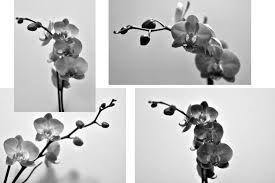 Black And White Flower Canvas Wall Art Orchid Poster Black White Flower Print Printable Wall Art Flower Canvas Print Large Wall Decor Home Nature Wall Art Wall Art Prints Orchid Photography