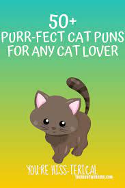 50 Hiss Terically Purr Fect Cat Puns For Any Cat Lover