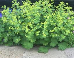 Image result for Alchemilla microbetula