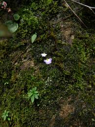 Image result for Utricularia striatula