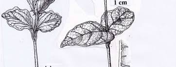 Image result for Landolphia eminiana