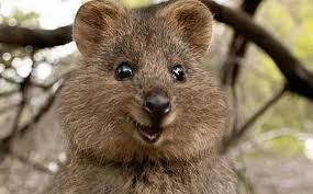 Before european settlement it was widely distributed. Quokka El Animal Mas Feliz Del Mundo Que Esta En Peligro De Extincion