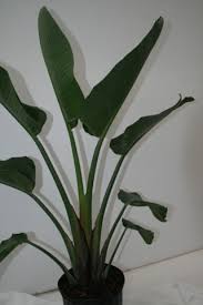 Bird Of Paradise Plant Leaves Curling And Turning Brown Alpha Botanical White Bird Of Paradise Plant Care Profile