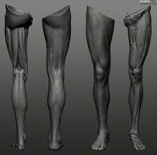 Pin By Zombie On Face Leg Anatomy Body Anatomy Zbrush Anatomy