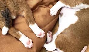 Learn more about basenjis, if they fit with your lifestyle & where to get one. Basenji Puppies For Sale Home Facebook