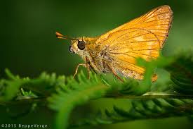 Image result for Ochlodes sylvanus