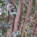 Image result for Elaeodendron croceum