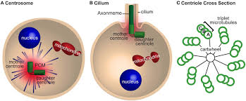 Image result for Centrostigma