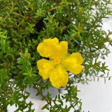 Image result for Hibbertia