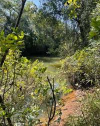 Image result for Otiophora pycnostachys