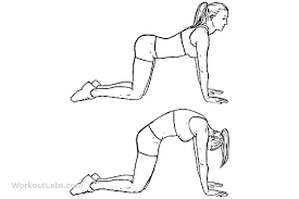 Stretching exercises are useful for muscle toning and also preventing arthritis. Cat Back Backward Camel Stretch Workoutlabs Exercise Guide