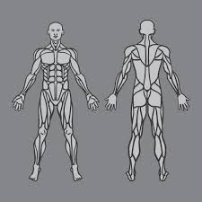 Muscles german names chart muscular male body. áˆ Muscles Diagram Of The Body Stock Drawings Royalty Free Muscular System Illustrations Download On Depositphotos
