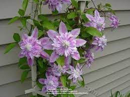Maybe you would like to learn more about one of these? Photo Of The Bloom Of Clematis Josephine Posted By Moby Garden Org