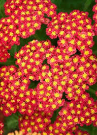 Achillea Millefolium Yarrow Achillea Millefolium Planting Flowers Flower Lover