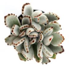 Plant Requirements Porous Soil With Adequate Drainage Bright Light To Full Sun With Ample Airflow Water Thoroughly When So Plants Succulents Suculent Plants