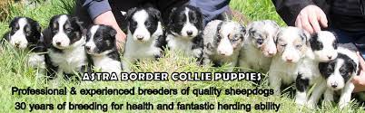 Check spelling or type a new query. Astra Border Collie Puppies Home Page