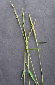 Image result for Moorochloa eruciformis