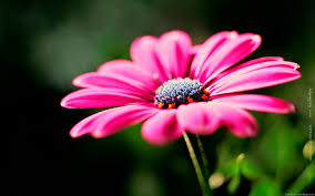Check spelling or type a new query. Hd Wallpapers Nature Flowers Free Download Margarita 1600x1000 Wallpaper Teahub Io