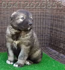 Coban Kopegi Yavru Kopek Yavru Kopek Coban Kopegi