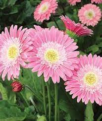 Gerbera Garvinea Sweet Memories Gerbera Gerbera Daisy Seeds Gerbera Daisy
