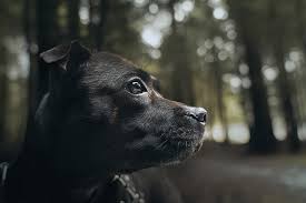 Never stop timing ovulation when you think you. Ask A Vet Online What Age Do Seasons Stop Vet Help Direct