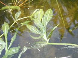Image result for Potamogeton