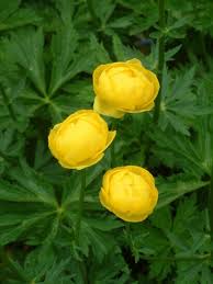 Has mold or drainage been an issue? Top 10 Moisture Loving Plants