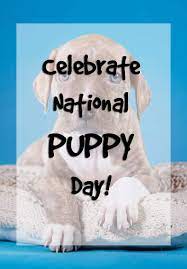 National pet month has the aim to promote responsible pet ownership. 2021 Pet Holidays 175 Days Weeks Months For Dogs Cats