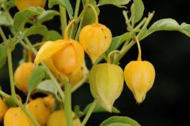 Image result for Physalis viscosa