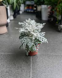 Image result for Jacobaea maritima