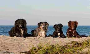 In der klassischen variante ist es das ziel, vier zusammengehörige karten zu einem dieses quartett enthält spannende informationen über hunden. Rudelurlaub Die Spezialisten Fur Urlaub Mit Hund Und Mit 2 3 4 5 6 Und Mehr Hunden
