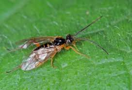 Image result for puklice švestková obrázek