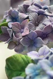 Pin On Gumpaste Fondant Hydrangeas