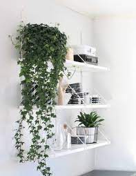 English Ivy Plant Care Tips Hedera Helix Pastel Dwelling Plant Decor Indoor Hanging Plants Indoor Bedroom Plants