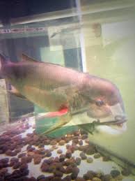 Maybe you would like to learn more about one of these? Nate Herrera On Twitter Sheepshead At Morro Bay Aquarium He Would Make Some Mighty Fine Fish Tacos Http T Co Xfznlvolow