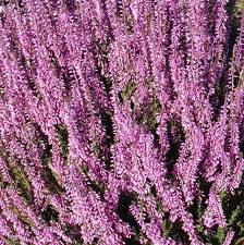 Image result for Calluna vulgaris