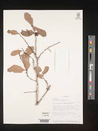 Image result for Diospyros consolatae