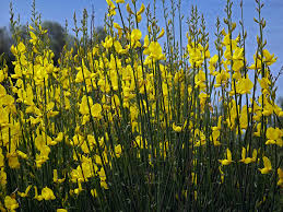 Image result for Aptosimum junceum