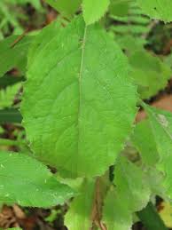 Image result for Blumea axillaris