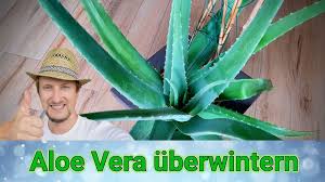 Die wüstenlilie, bekannt als aloe vera und ihr täglicher einsatz in der häuslichen pflege. á á Aloe Vera Uberwintern Ist Die Echte Aloe Winterhart