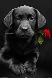 Iphone Wallpaper Valentine S Day Tjn Cute Dogs Black Lab Puppies Cute Animals