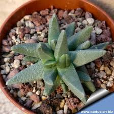 Image result for Hereroa