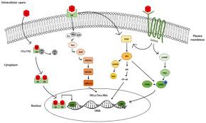 Image result for Tissue-selective Estrogen Complex