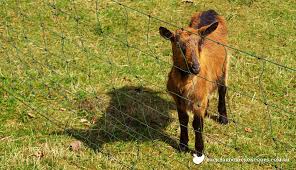 It is made from stainless steel to provide good. How To Use Electric Goat Fencing The Ultimate Guide