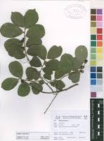 Image result for Bridelia mollis