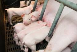 SHIC Names Lisa Becton as New Associate Director