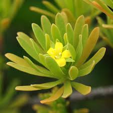 Image result for Surianaceae