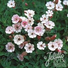 Image result for Stolzia compacta