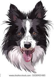 Dogs Needing A Home The Border Collie Spot Border Collie Clipart Stunning Free Transparent Png Clipart Images Free Download